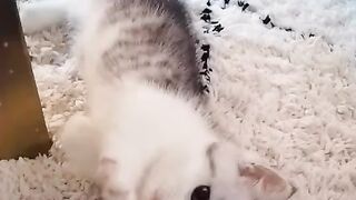 Cute Kitten - Best Of The 2021 Funny Cat Videos - TRY NOT TO LAUGH!