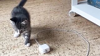 Funny Cat Reaction - Best Of The 2021 Funny Cat Videos - TRY NOT TO LAUGH!