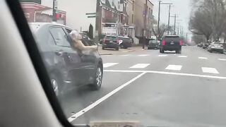 Funny Dog - Best Of The 2021 Funny Dog Videos - TRY NOT TO LAUGH!