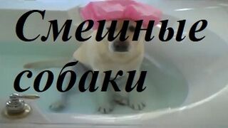 Смешные видео о собаках