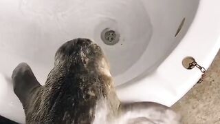 Funny Animal - Best Of The 2021 Funny Animal Videos - TRY NOT TO LAUGH!