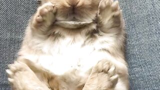 Cute Rabbit - Best Of The 2021 Funny Animal Videos - TRY NOT TO LAUGH!