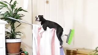 Funny Dog - Best Of The 2021 Funny Dog Videos - TRY NOT TO LAUGH!