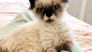 Funny Cat Reaction - Best Of The 2021 Funny Cat Videos - TRY NOT TO LAUGH!