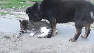 Rare Friendship Between Cat and Dog