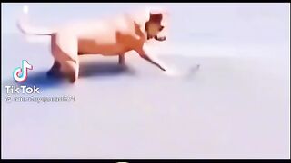 Funny dog