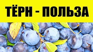 Терн на зиму. Лесная ягода - дикая слива. Терн польза и вред