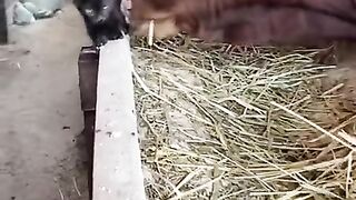 Котаны