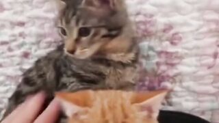 Pets are very good friends