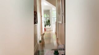 СМЕШНЫЕ КОШКИ 2021 И ДРУГИЕ ЖИВОТНЫЕ_ 10 МИНУТ СМЕХА
