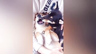 ЛУЧШИЕ ПРИКОЛЫ С КОТАМИ