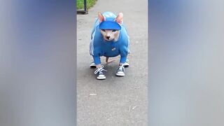 11 МИНУТ СМЕХА/СМЕШНЫЕ ЖИВОТНЫЕ 2021