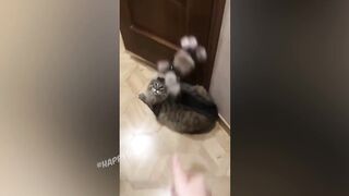 СМЕШНЫЕ КОШКИ 2021 И ДРУГИЕ ЖИВОТНЫЕ.11 МИНУТ СМЕХА