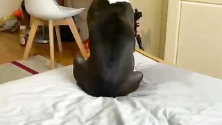 Funny Dog - Best Of The 2021 Funny Dog Videos - TRY NOT TO LAUGH!