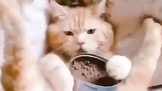 Кот на расслабоне)