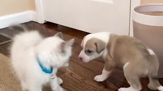Funny Puppy - Best Of The 2021 Funny Dog Videos - TRY NOT TO LAUGH!