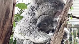 Funny Animal - Best Of The 2021 Funny Animal Videos - TRY NOT TO LAUGH!