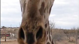 Funny Animal - Best Of The 2021 Funny Animal Videos - TRY NOT TO LAUGH!