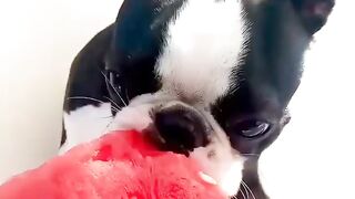 Funny Boston Terrier - Best Of The 2021 Funny Dog Videos - TRY NOT TO LAUGH!