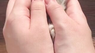 Cute Kitten - Best Of The 2021 Funny Cat Videos - TRY NOT TO LAUGH!