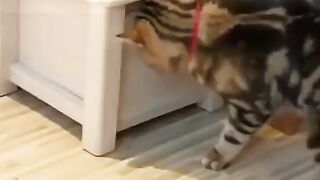 Funny Cat Eating - Best Of The 2021 Funny Cat Videos - TRY NOT TO LAUGH!