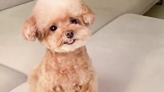 Funny Dog - Best Of The 2021 Funny Dog Videos - TRY NOT TO LAUGH!