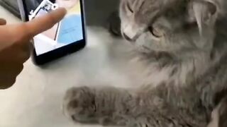 Funny Cat Reaction - Best Of The 2021 Funny Cat Videos - TRY NOT TO LAUGH!