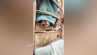 СМЕШНЫЕ КОШКИ 2021 И ДРУГИЕ ЖИВОТНЫЕ/ 10 МИНУТ СМЕХА/СМЕШНЫЕ ЖИВОТНЫЕ 2021