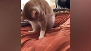 ПРИКОЛЫ С ЖИВОТНЫМИ ДО СЛЕЗ / Смешные КОТЫ 2021