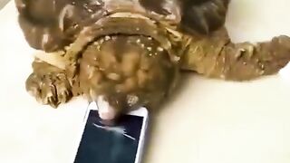 Animals With The Strongest Bite Force