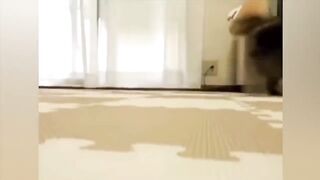 ПРИКОЛЫ С ЖИВОТНЫМИ ДО СЛЕЗ / Смешные КОТЫ 2021