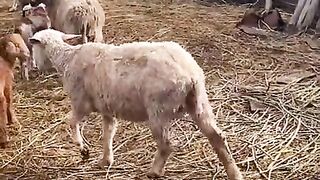 Думал спрятаться от пса?