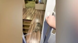 СМЕШНЫЕ КОШКИ 2021 И ДРУГИЕ ЖИВОТНЫЕ