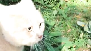 Лучший сборник животных 2021