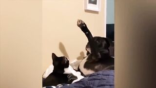 ПРИКОЛЫ С ЖИВОТНЫМИ ДО СЛЕЗ / Смешные КОТЫ 2021