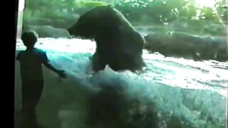 Подборка про смешных животных