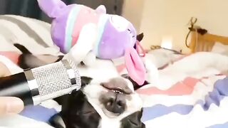 Funny Dog - Best Of The 2021 Funny Dog Videos - TRY NOT TO LAUGH!
