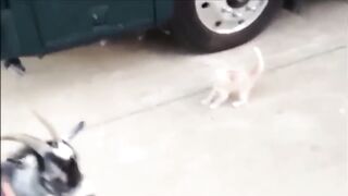 Приколы с котиками