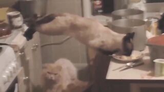 Смешные коты и кошки