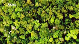 Дикая природа Амазонки. Колыбель жизни. National Geographic на русском