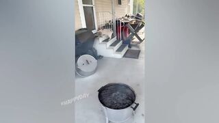 СМЕШНЫЕ КОШКИ 2021 И ДРУГИЕ ЖИВОТНЫЕ/ 10 МИНУТ СМЕХА