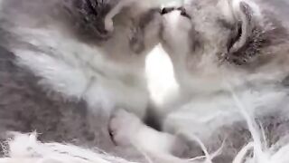 Cute Kittens - Best Of The 2021 Funny Cat Videos - TRY NOT TO LAUGH!