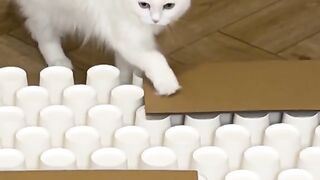 Funny Cat Reaction - Best Of The 2021 Funny Cat Videos - TRY NOT TO LAUGH!