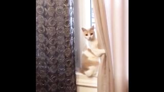 Кот и шторы подборка