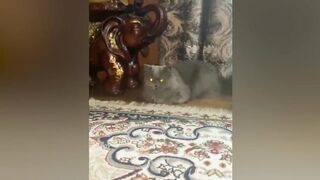 СМЕШНЫЕ ЖИВОТНЫЕ 2021/ЛУЧШИЕ ПРИКОЛЫ С КОТАМИ