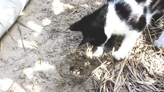 Кошки охотятся на грызунов