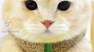 Usher version cats