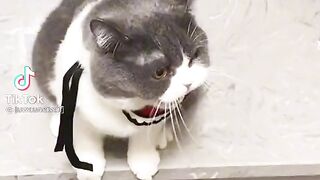 Dancing cat