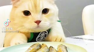 Screaming cats funny