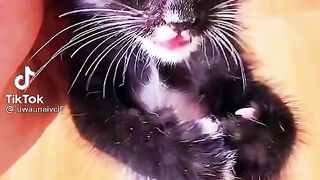 Cossita dance cat